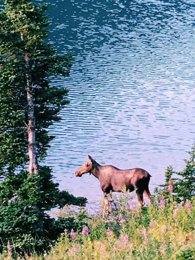 The animals in Glacier National Park, Montana