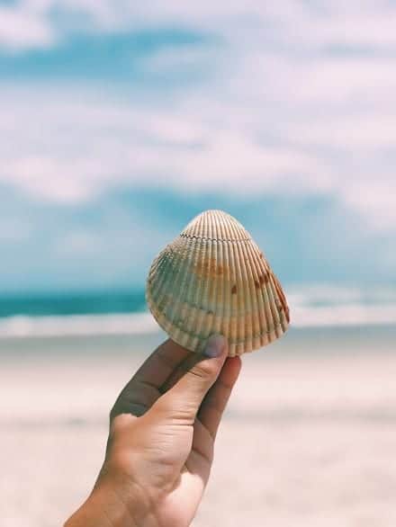 Emerald Isle Beaches: Visit The Point for Amazing Seashells