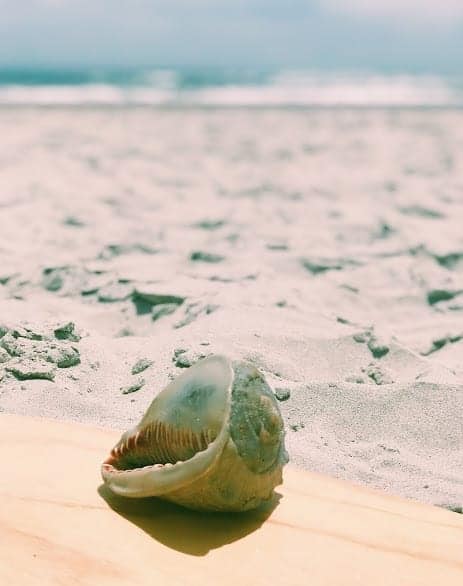 Emerald Isle Beaches - The Point is the best place to find seashells