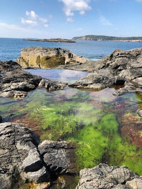 Great Head Loop Trail boasts some absolutely spectacular views of the ocean, but the tide pools are just as fascinating and will pull you right in.