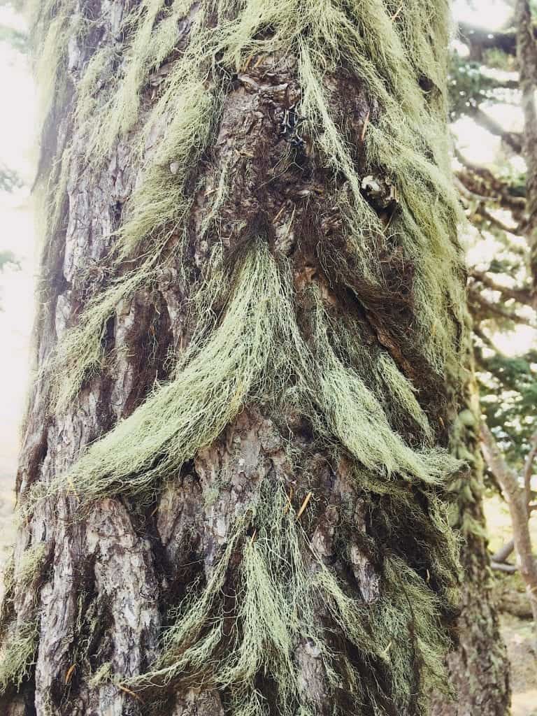 Unique mustache trees in Oregon