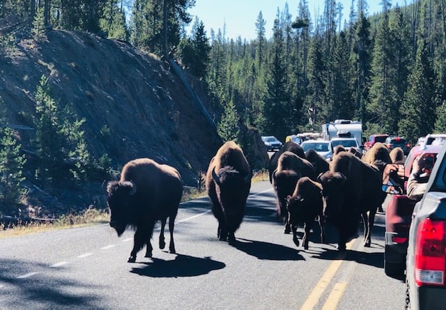 Bison traffic jam in Yellowstone National Park