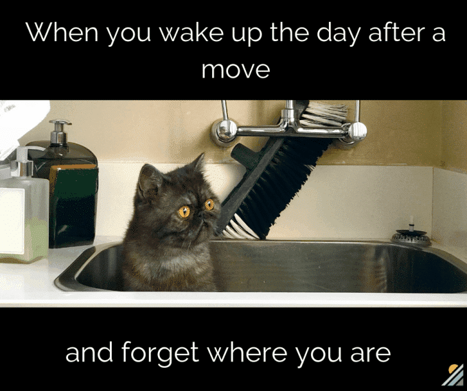 Cat sitting in sink with a confused expression and text 'when you wake up the day after a move'