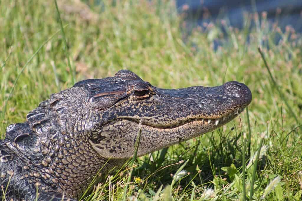 How to spend the weekend in Everglades National Park