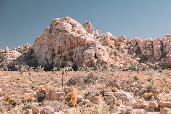 Things to do in Joshua Tree National Park