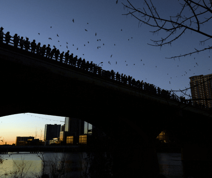 Congress Bridge Bats in Austin, TX