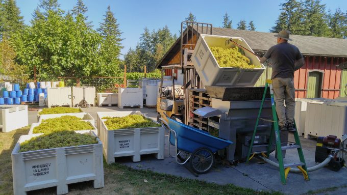 Harvest and processing time at Whidbey Island Winery in Washington.