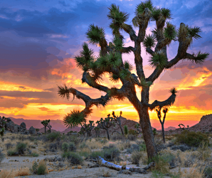 California desert landscape with bright orange sunset background