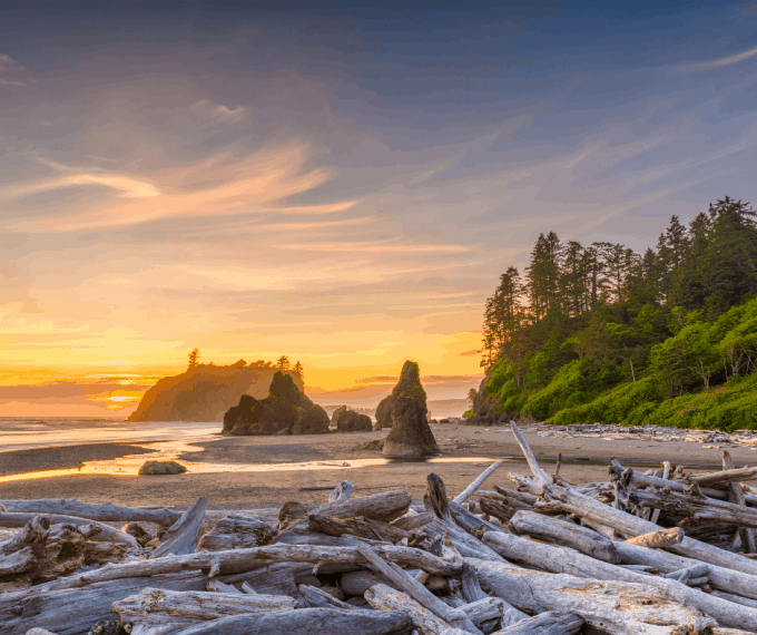 Driftwood on shore near ocean in Olympic National Park in Washington