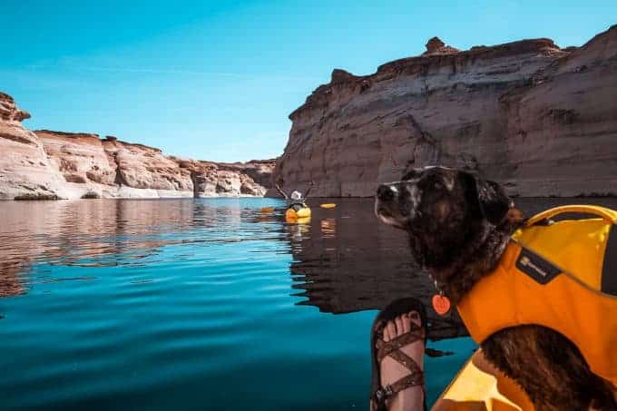 Dog wearing life jacket standing on paddleboard on calm lake in Arizona