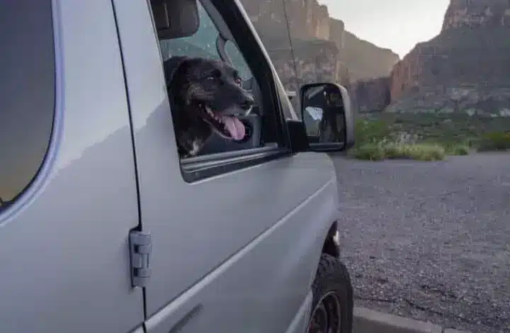 Dog inside campervan parked at Big Bend National Park