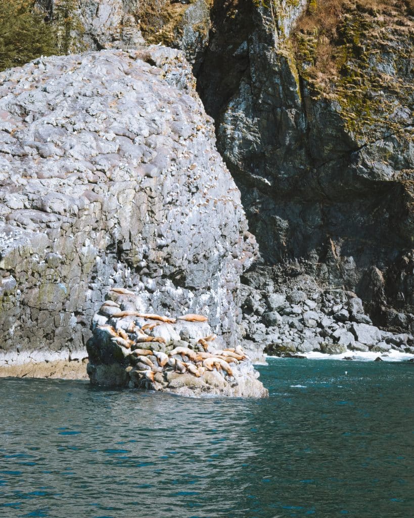 sea lions chilling out in seward alaska