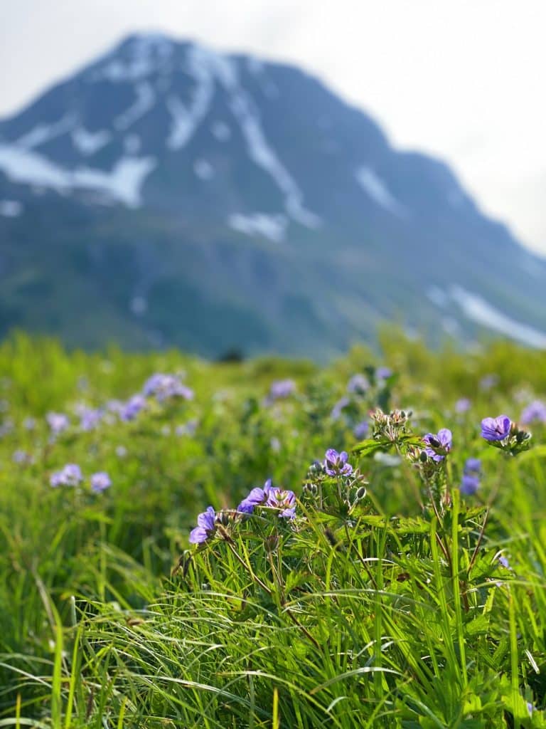 wildflowers on the lost lake trail seward alaska