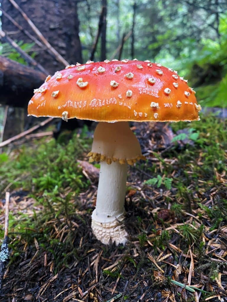 Cute red mushroom seen by hiker on a trail near Seward, Alaska