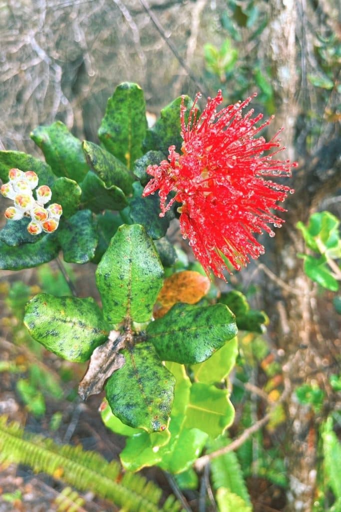 flowers in hawaii volcanoes national park