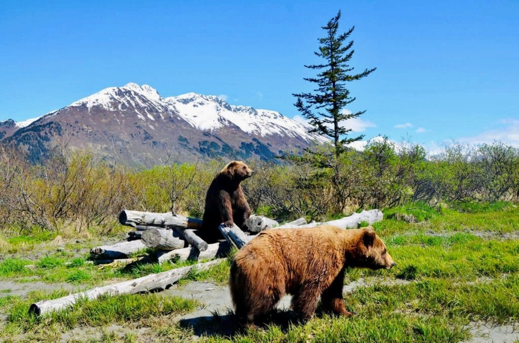 brown bears at the Alaska conservation center