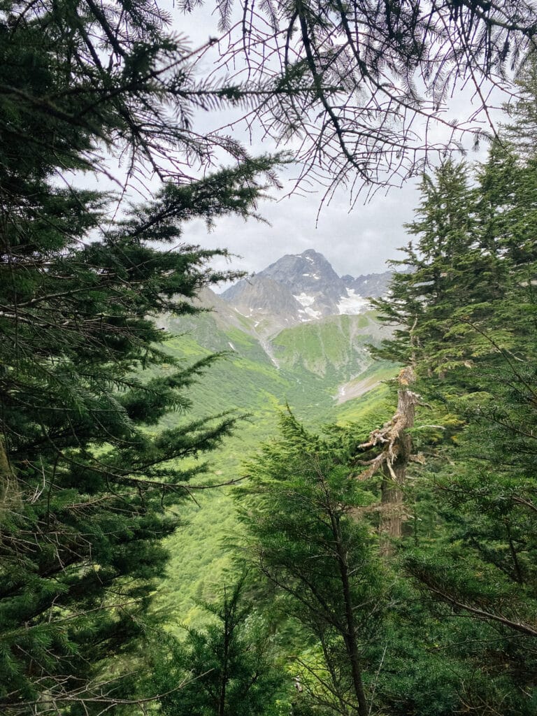 a view of mount alice through the trees