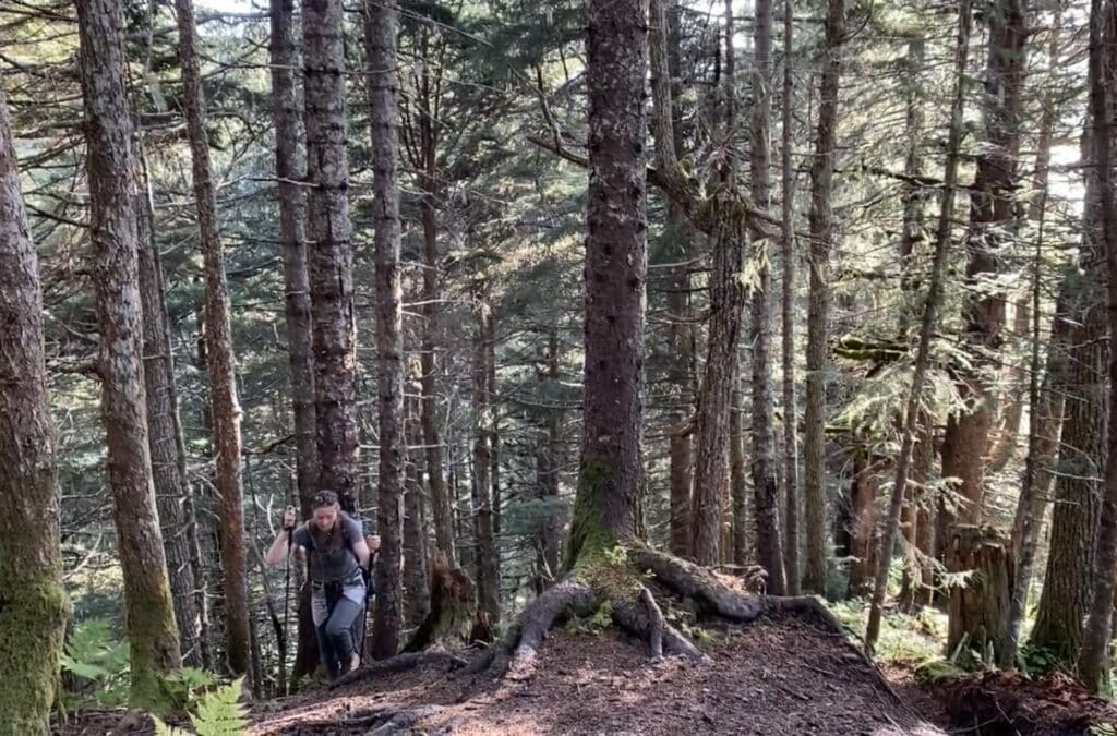 hiking through the trees in seward, alaska