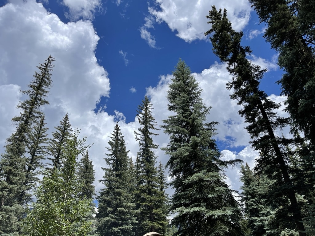 View of evergreen trees and bright white clouds contrasted against bright blue sky