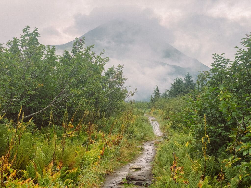 Muddy hiking trail in Alaska with shrubs on both sides and mountain in background
