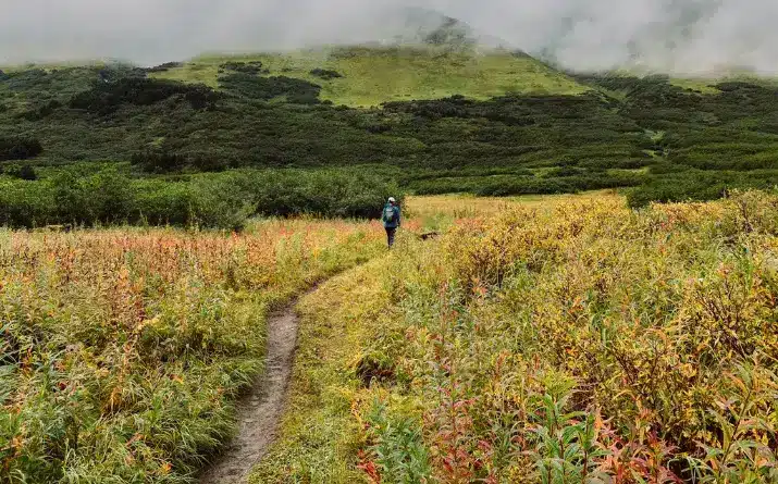 Solo hiker walking on Carter Lake Trail in Alaska surrounded by wildflowers.