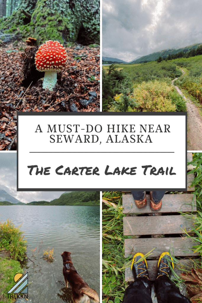 Collage of red mushroom, hiking trail, dog swimming, and hiking boots with text 'must do hike near Sward, Alaska'