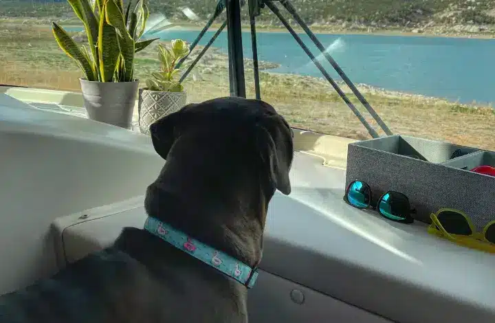Essential Accessories You Need When RVing with Dogs