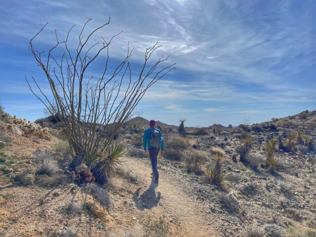 Your Best RV Guide to Joshua Tree National Park | TREKKN