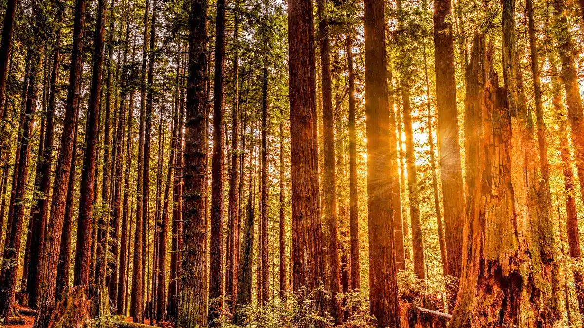 Sun shining through hundreds of coast redwoods in Redwood National Park
