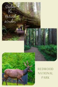 RVing in the Land of Giants: Redwood National Park - TREKKN