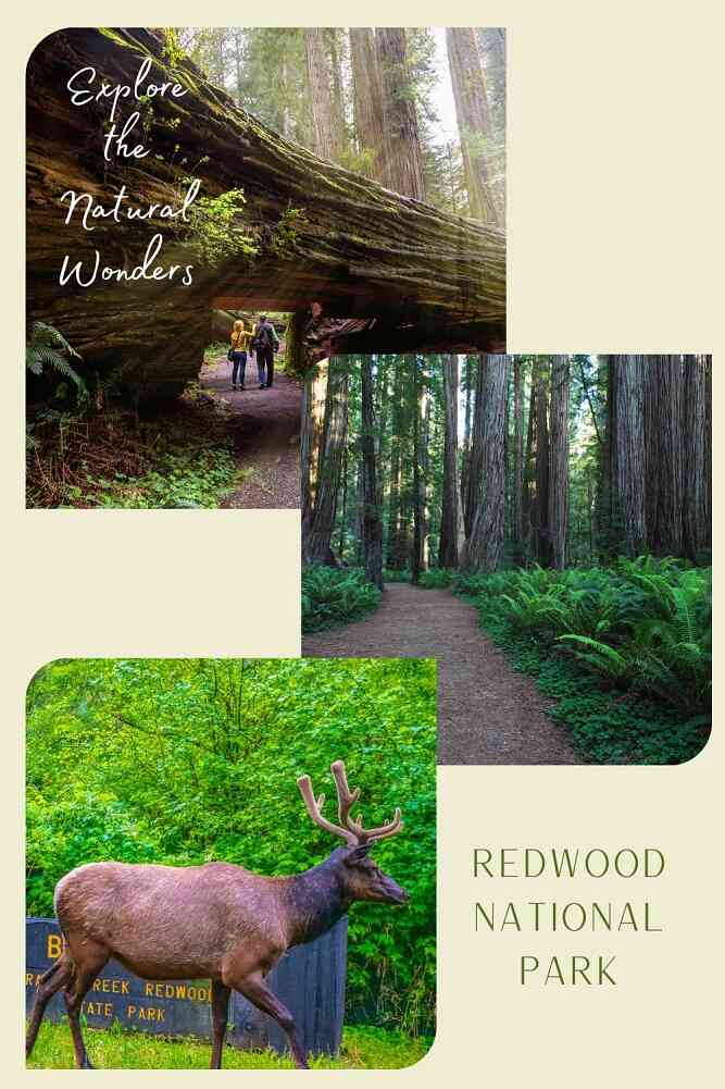 Collage of redwood trees and an elk walking in front of the state park entrance sign.