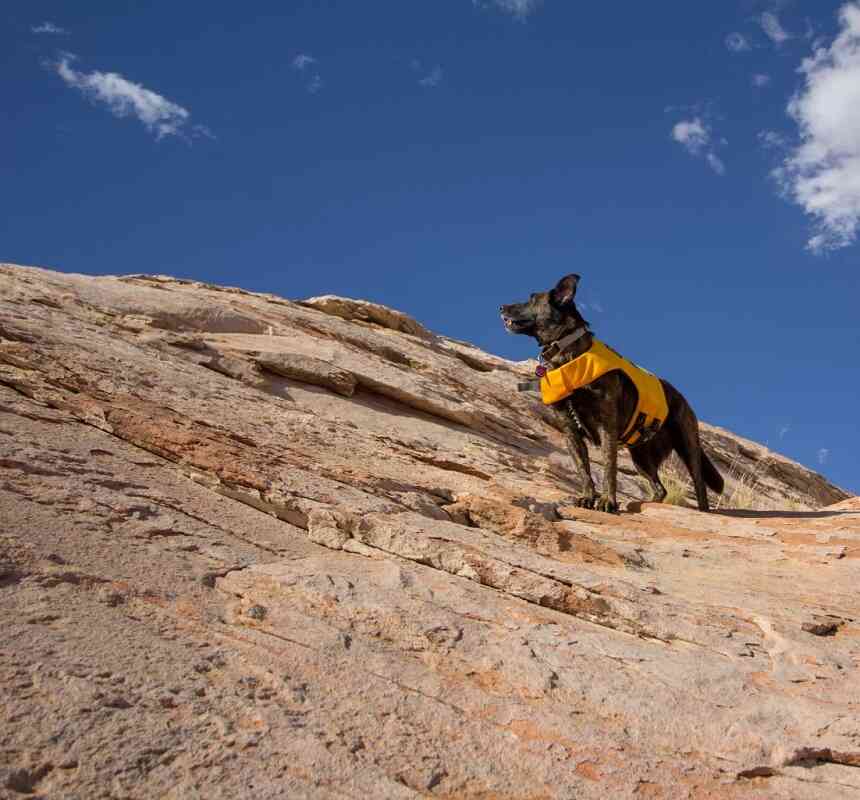 Dog outfitted with life jacket while on hike