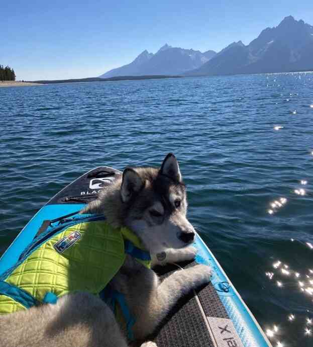 Husky dog on paddle board wears life jacket to keep dog safe