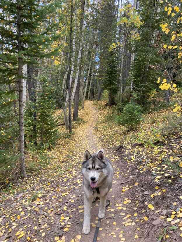 Husky dog on hiking trail is allowed to explore on long leash to stay safe and connected to owner.