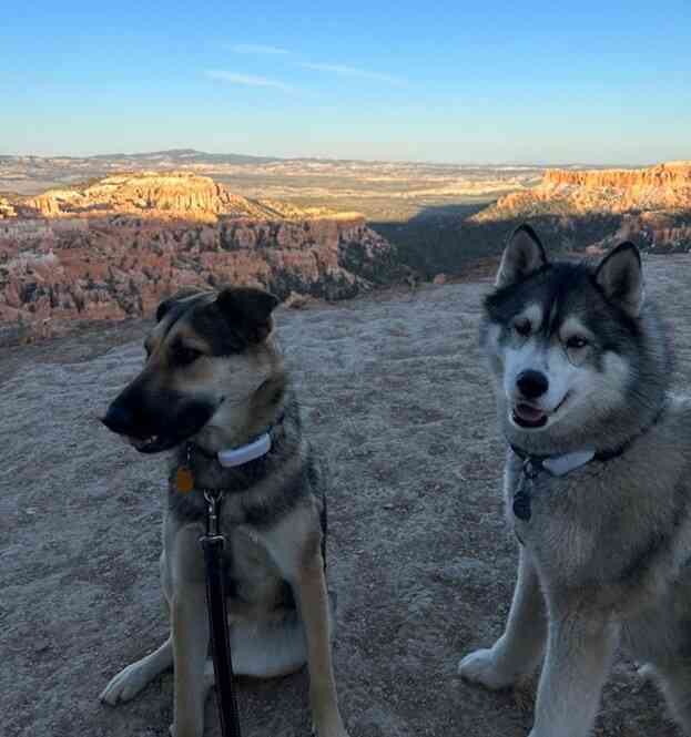 Two dogs at Bryce National Park on leash to keep dogs safe while camping