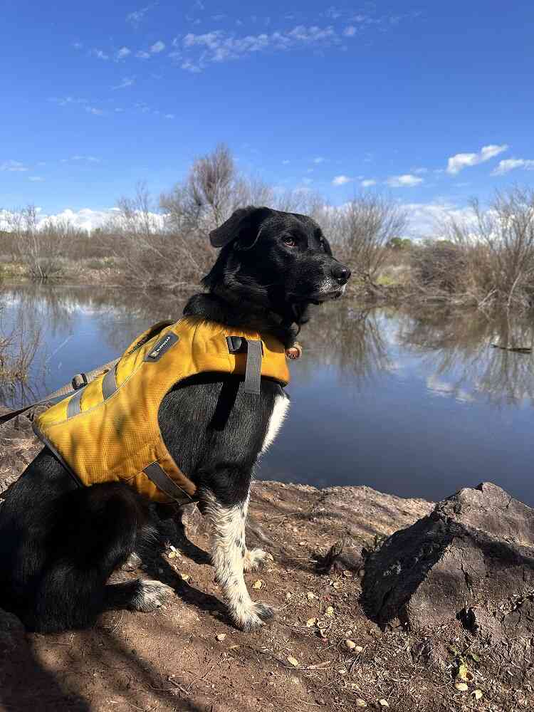 Black dog sitting near river wearing life jacket, essential outdoor gear for dogs.