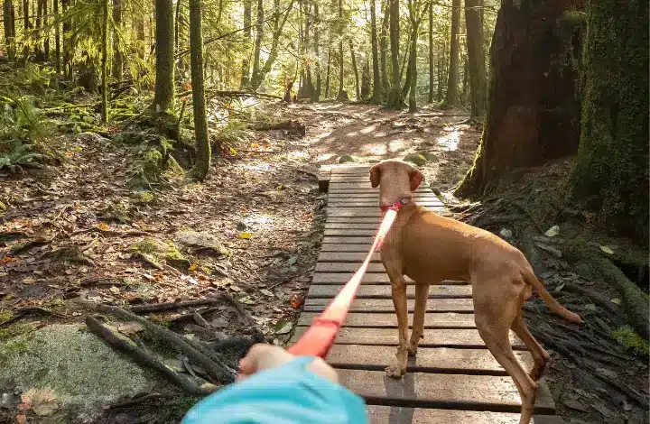 Extended arm holding leash with dog on hiking trail.