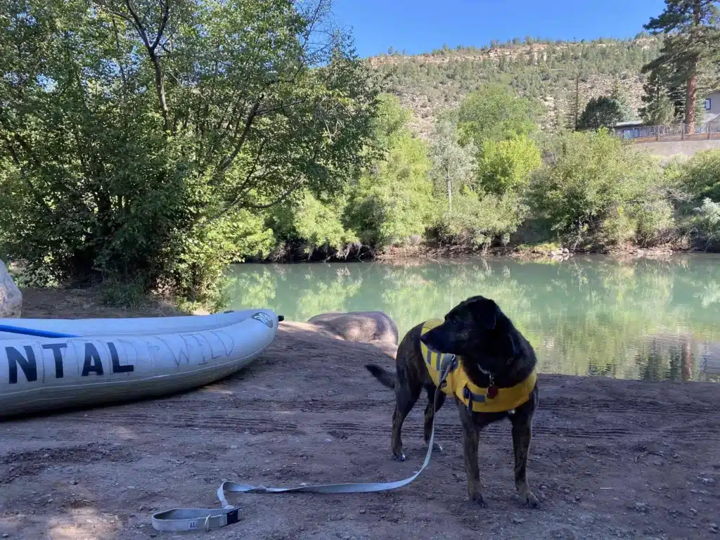 Dog wearing yellow life jacket preparing for paddle boarding on river.