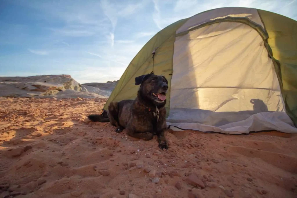 Dark brown dog laying down on red clay next to camping tent.