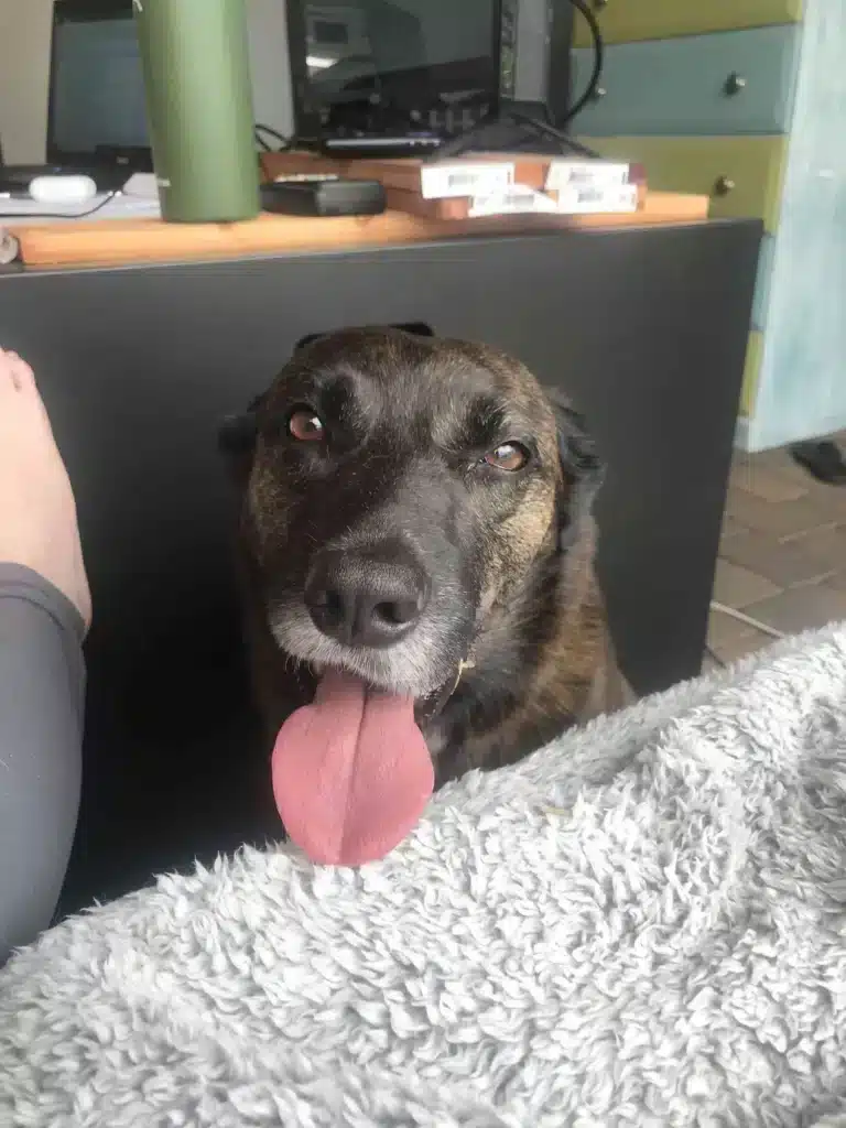 Dark brown dog with tongue sticking out after recovering from rattlesnake bite while hiking.
