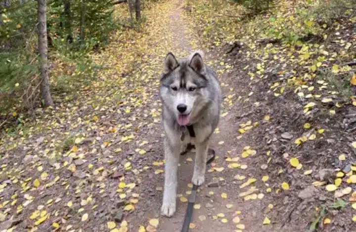 Husky dog on hiking trail surrounded by fall foliage