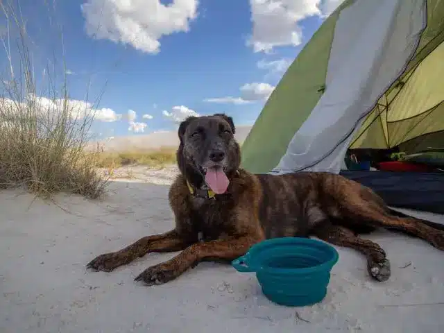 Brown dog laying down in front of tent near water bowl
