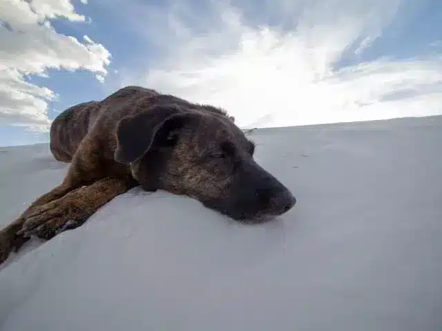 Dog laying down sleeping on white sand