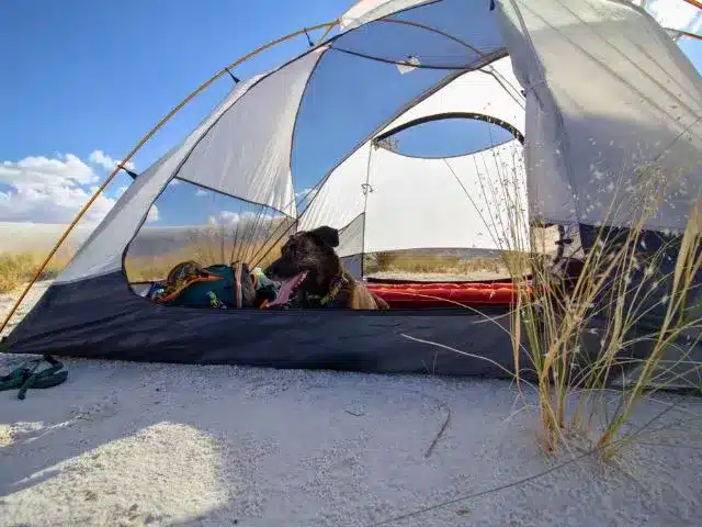 Dog inside tent after hiking at White Sands National Park
