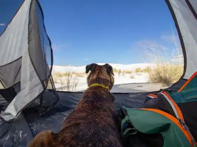 Back of dog that is laying down inside tent looking out at White Sands National Park