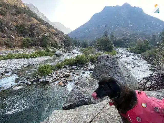 Author's dog wearing life jacket standing on rock along shore of river.