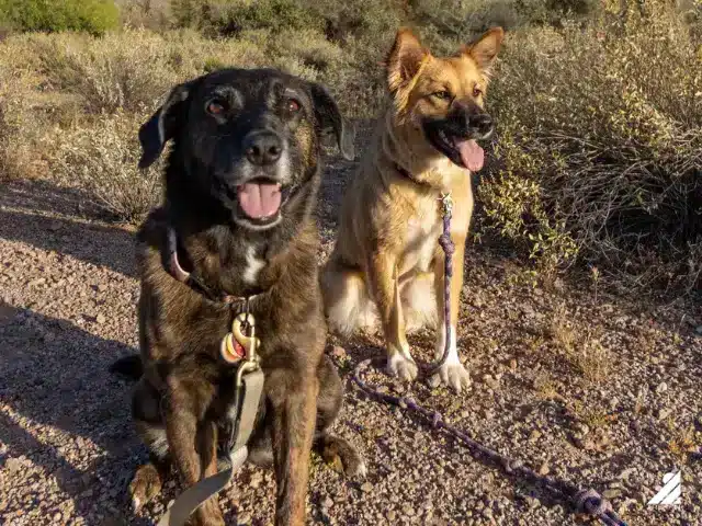 Two leashed dogs sitting for a rest after enjoying an outdoor hiking adventure