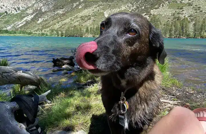 Black dog licking top of his snout after swimming in river during outdoor adventure.