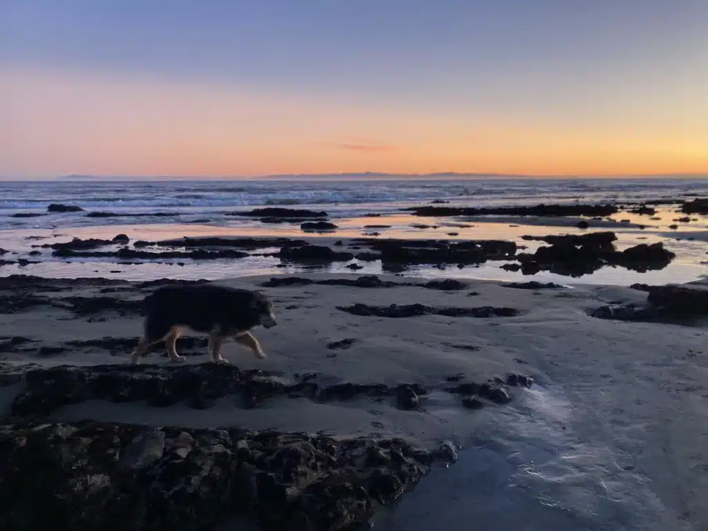 Dog walks on California beach shore as the sun sets