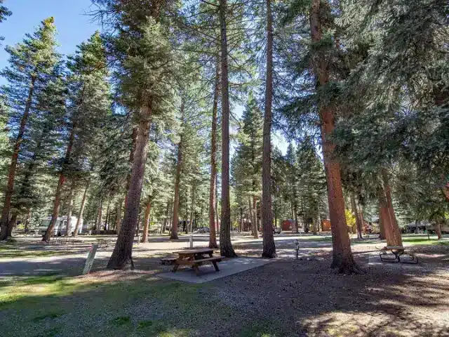Campsite with picnic table amongst large pine trees at Blue Spruce RV Park in Colorado